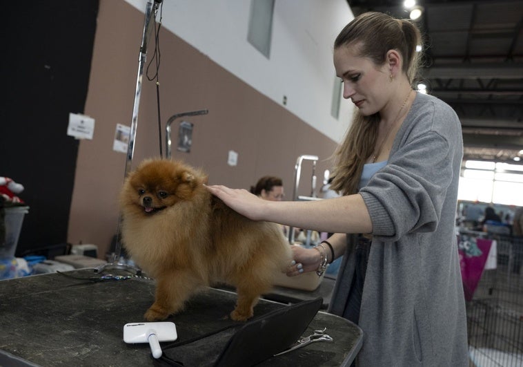 Más de 700 perros llenan de pedigrí el recinto ferial de Badajoz