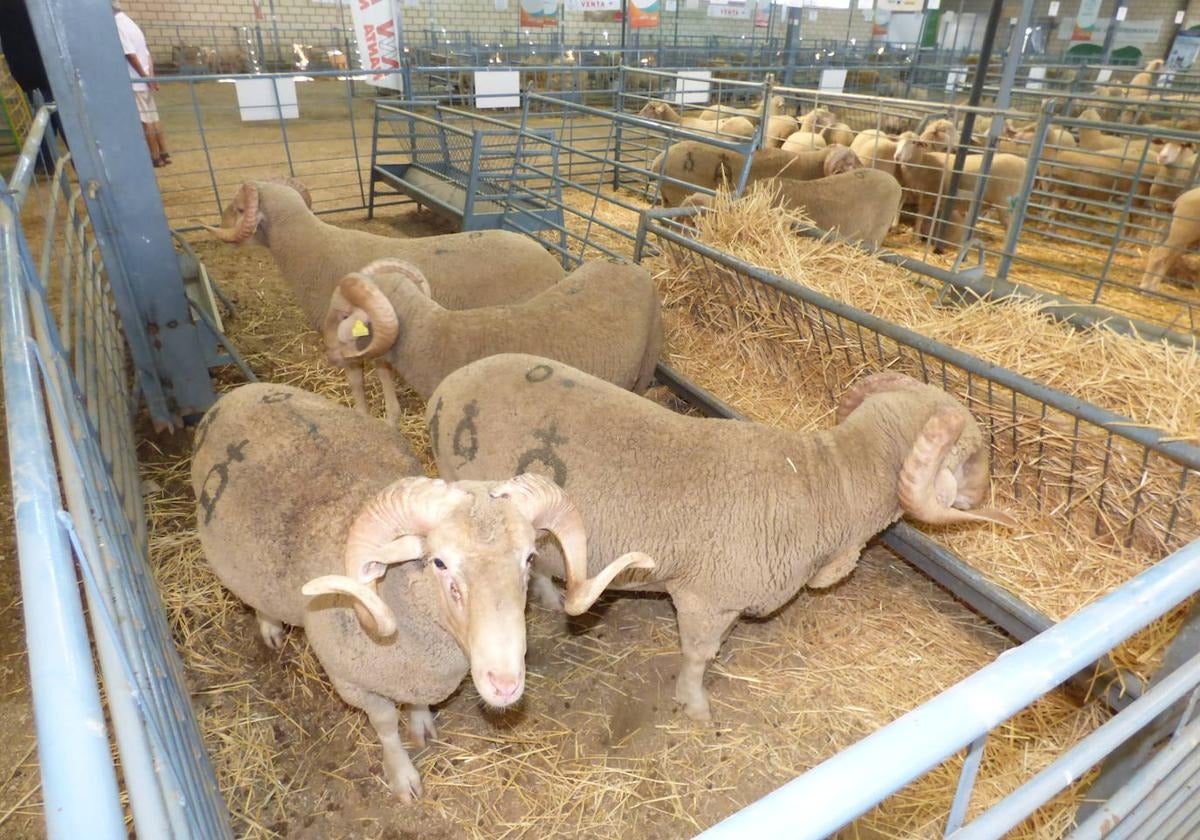 El cordero viaja hacia la media luna