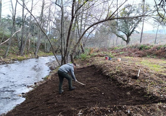 Trabajos selvícolas para restaurar la biodiversidad en el bosque de ribera del río Árrago.
