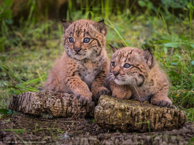 La población de lince ibérico crece hasta los 254 ejemplares en Extremadura en 2024