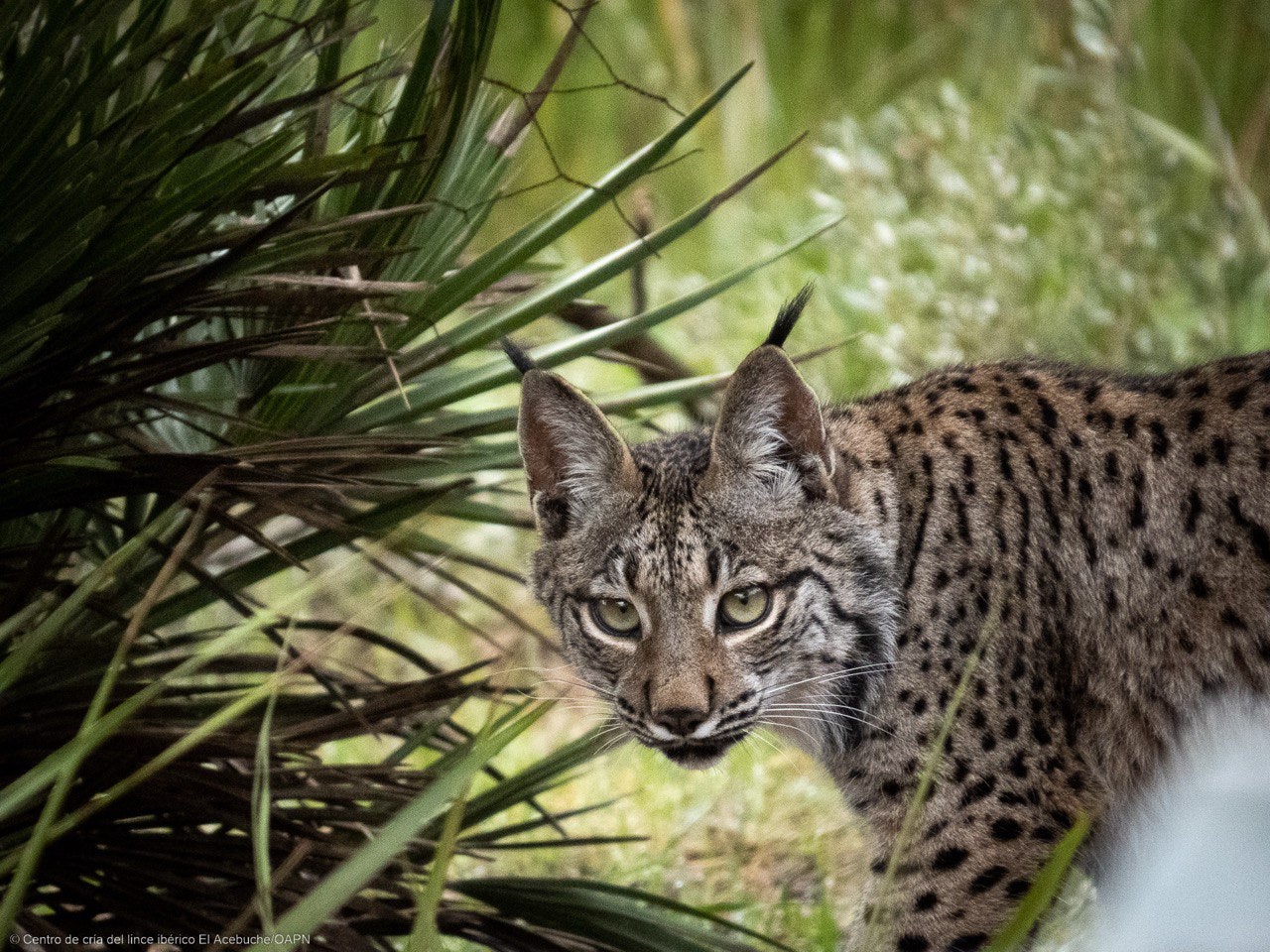 Ejemplar de lince ibérico.