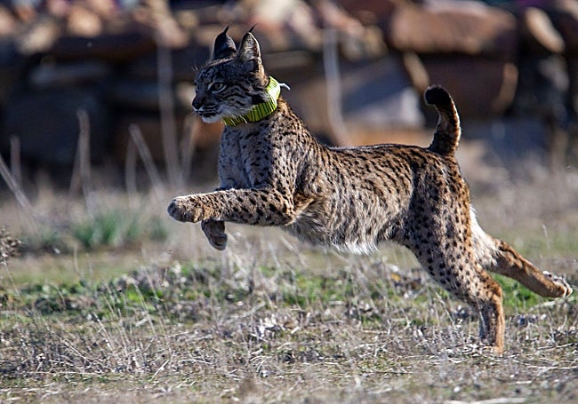 Un lince con collar geolocalizador.
