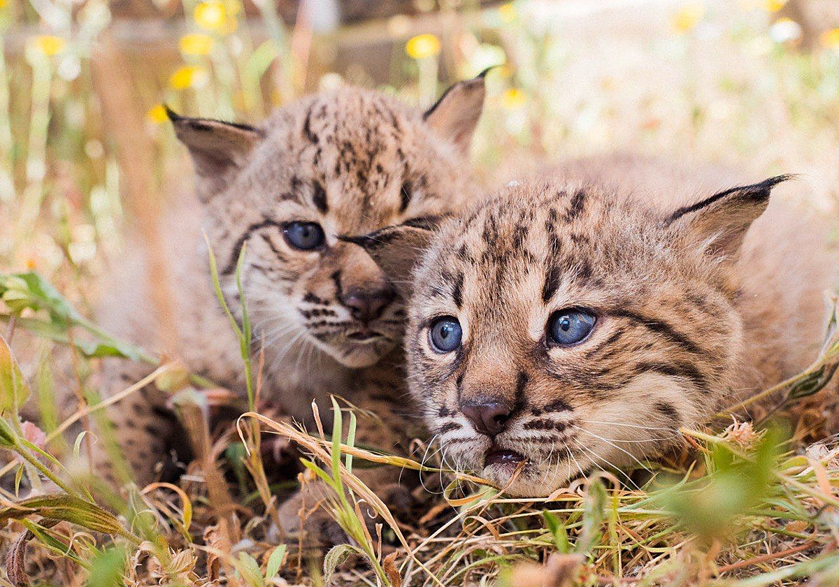 Dos cachorros de lince ibérico, de los que ya hay 99 contabilizados en la región.