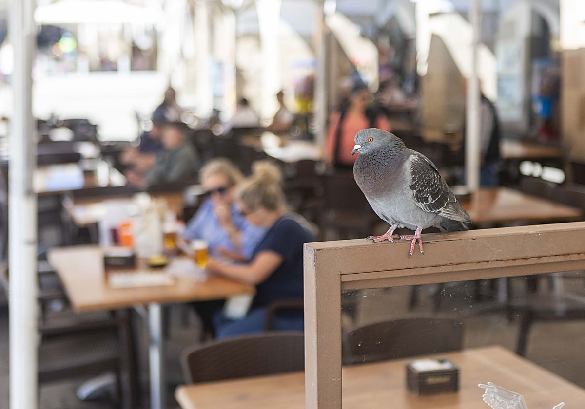 Una paloma posada en el mobiliario de la terraza de un bar restaurante de la Plaza Mayor de Cáceres.