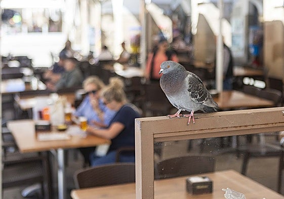 Una paloma posada en el mobiliario de la terraza de un bar restaurante de la Plaza Mayor de Cáceres.