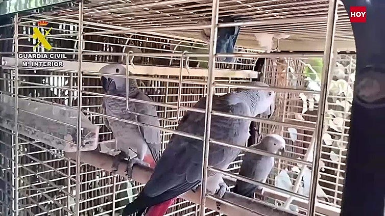 La Guardia Civil Cáceres desmantela una red internacional de tráfico de especies animales protegidas