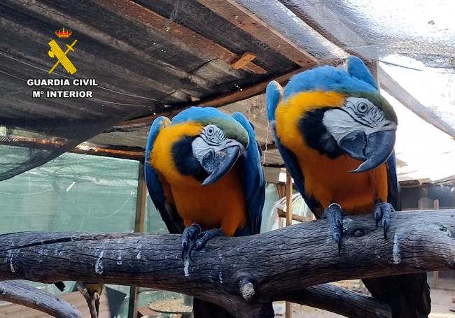 Los agentes han inmovilizado en torno a una treintena de ejemplares de fauna protegida.