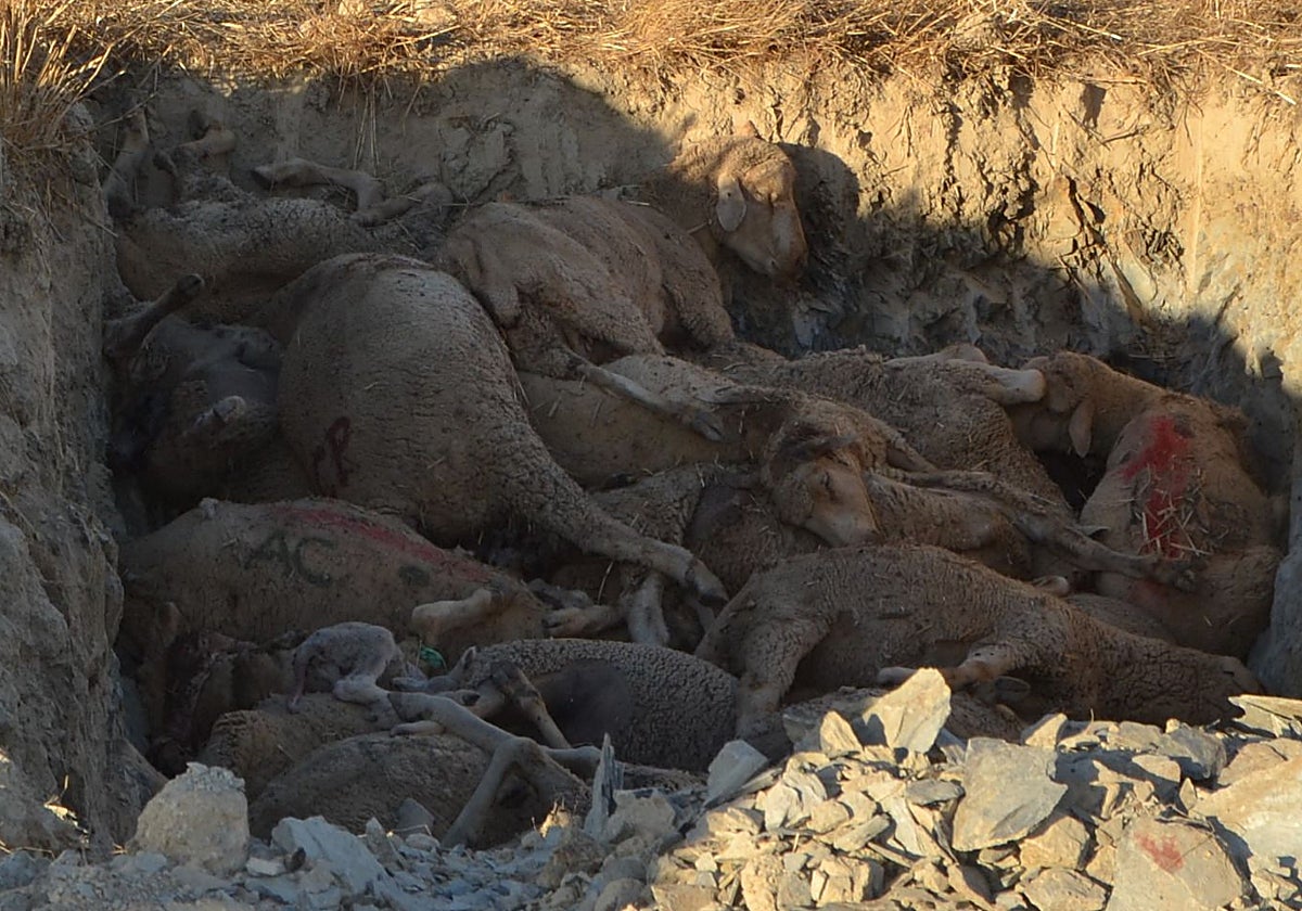 Fosa con ovejas muertas por lengua azul en Villanueva del Fresno a finales de septiembre pasado.