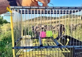Jilguero utilizado por el hombre que fue sorprendido por la Guardia Civil e el paraje Arroyo del Tejar.