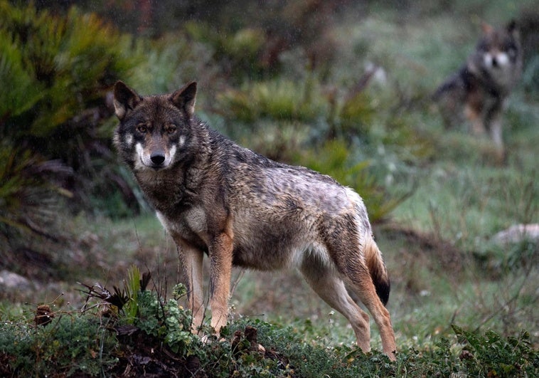 El Gobierno sugiere reintroducir el lobo en Monfragüe y la Junta se opone