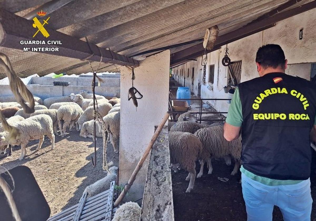 Tres vecinos de Azuaga, acusados de robar ovejas y maquinaria en fincas de la Campiña Sur