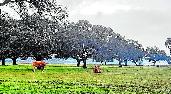 Instalaciones de la planta solar Talayuela II, en plena dehesa talayuelana.