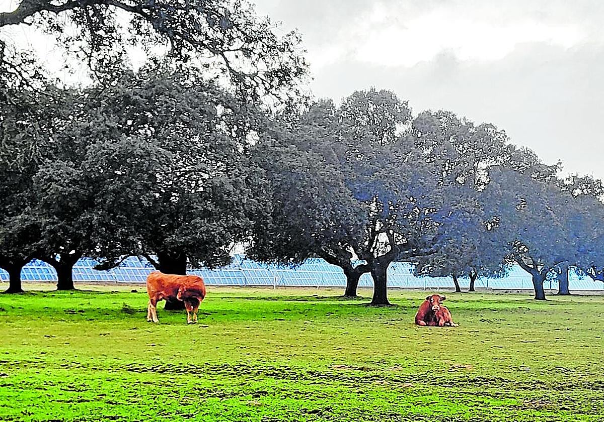 Instalaciones de la planta solar Talayuela II, en plena dehesa talayuelana.