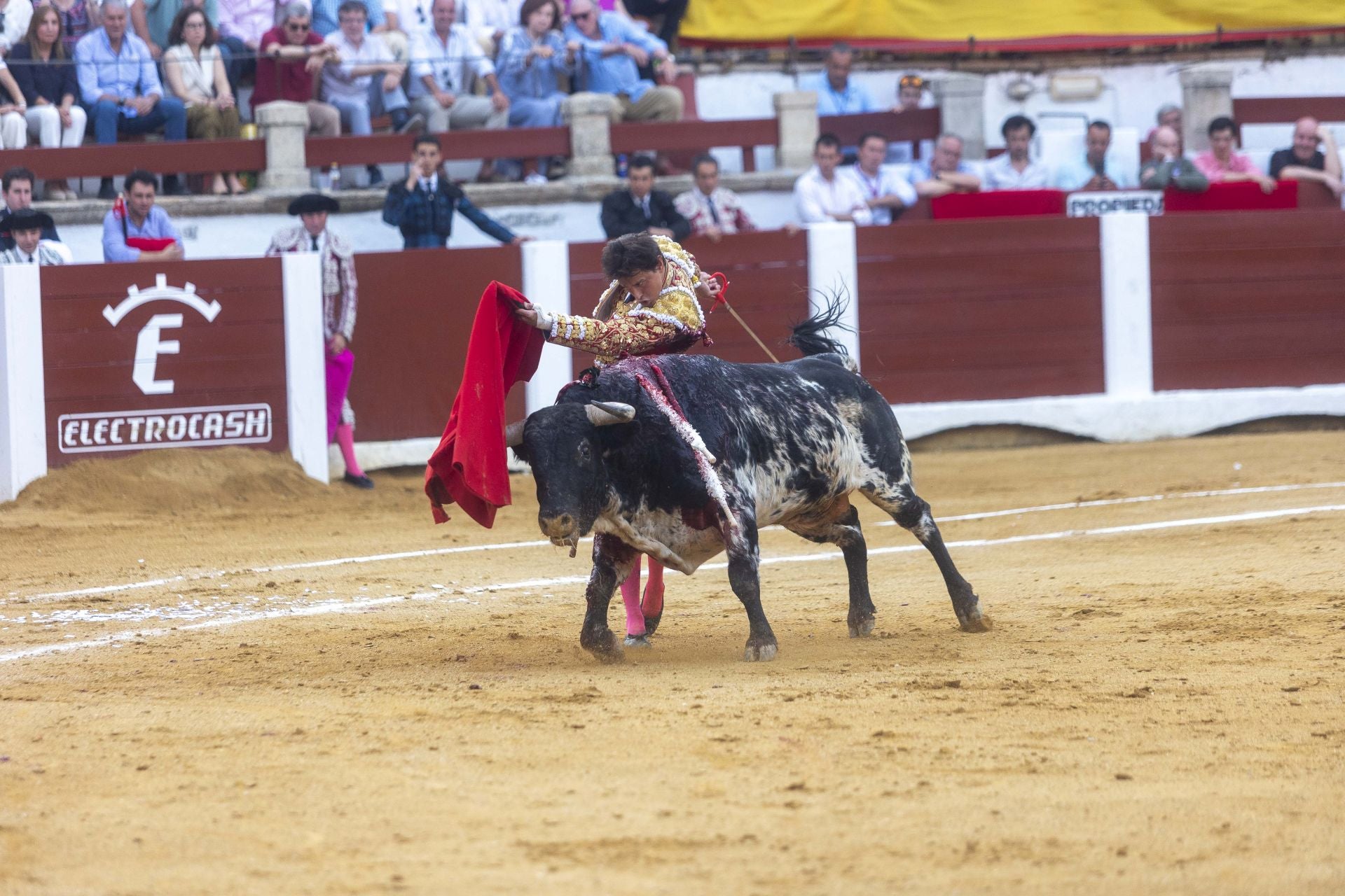 Fotos | Así ha sido el cierre de la Feria Taurina de Cácers con Ferrera, Roca y Marín
