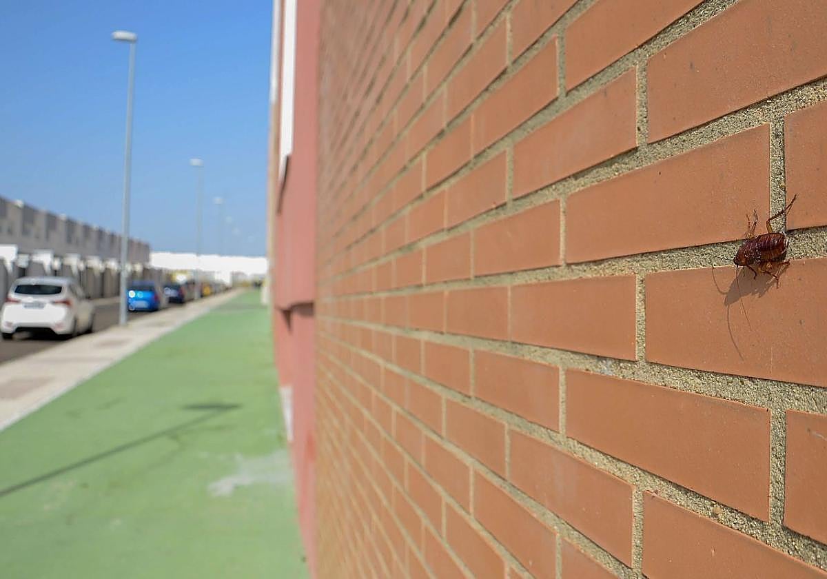 Cucarachas en el barrio del Cerro Gordo.