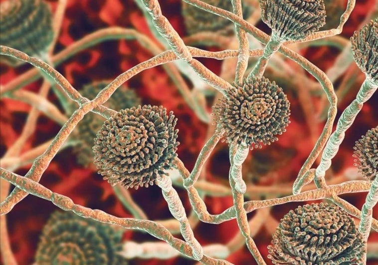 El hongo Aspergillus se expande en Europa: síntomas, causas y riesgos para la salud