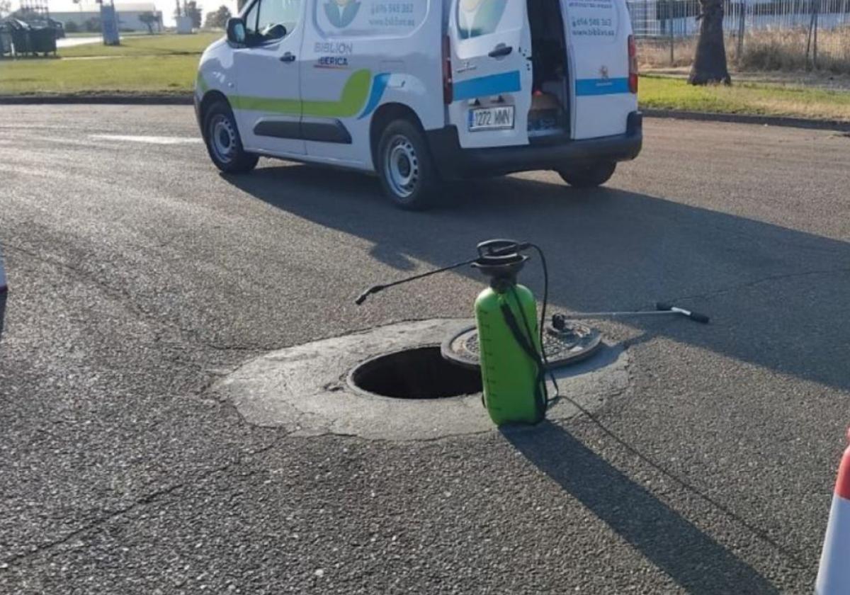 Los tratamientos contra las cucarachas se intensifican en Don Benito