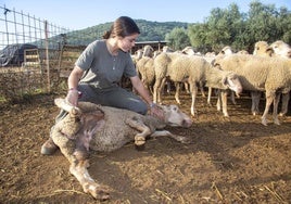 Finca en San Jorge de Alor con ganado con lengua azul.