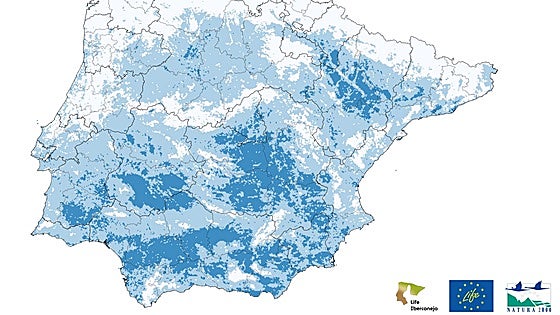 La población de conejo de monte ha bajado un 62% desde 2009 en Extremadura