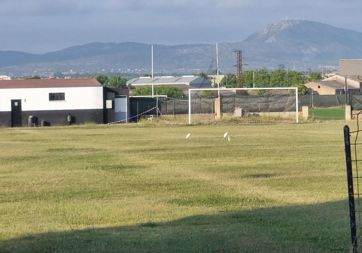 Así están actualmente los Campos de la Federación.
