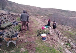 Trabajos de plantación de plantas aromáticas en la Sierra de Gata, en el programa Life Desert Adapt.