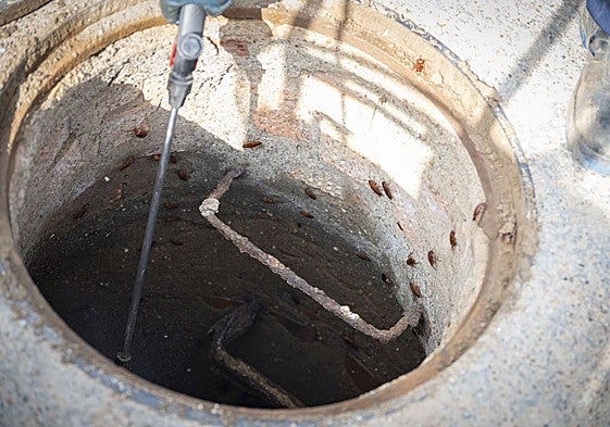 No, pisar las cucarachas no deja huevos en el suelo, es un bulo