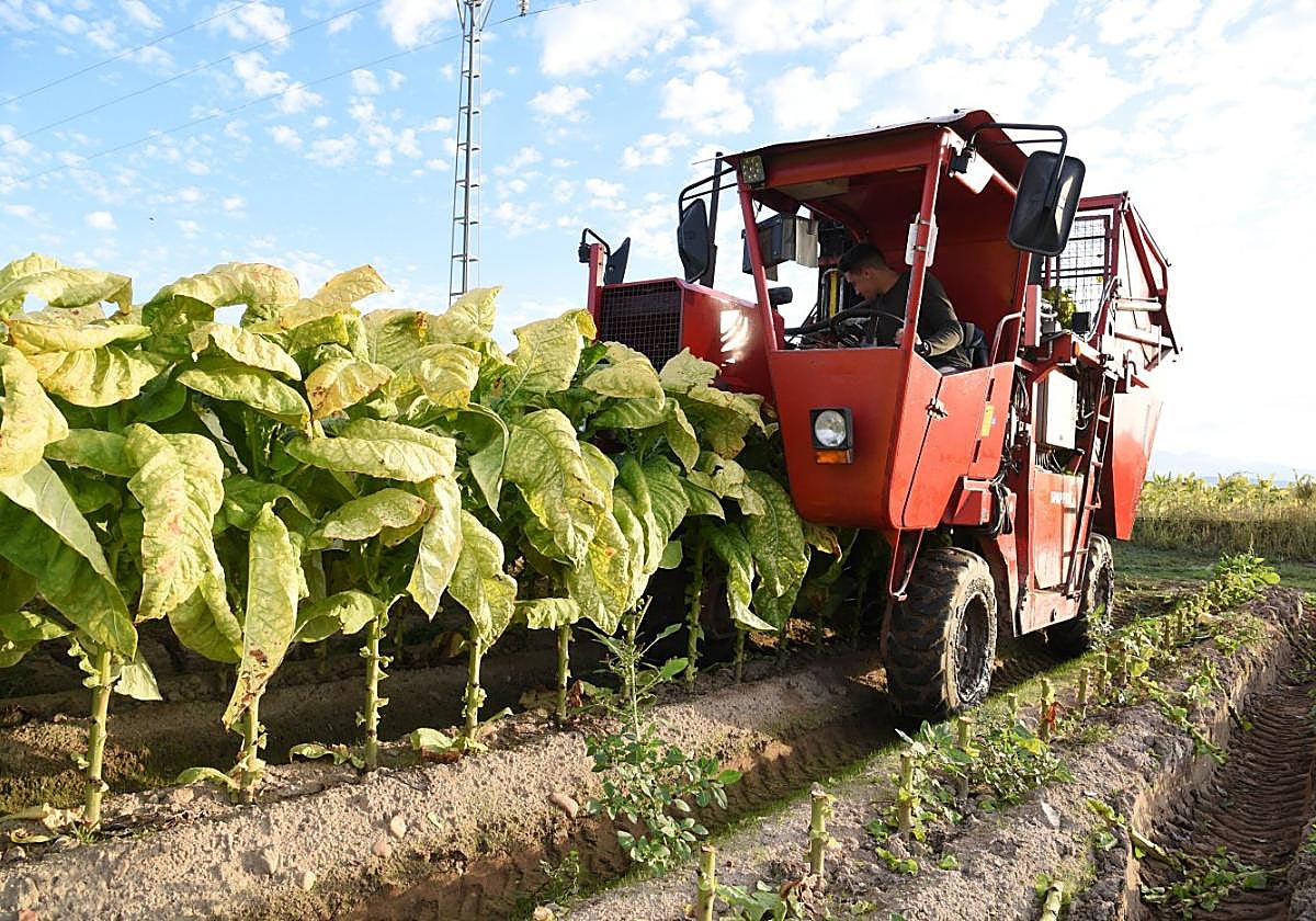Recolección de la hoja de tabaco en una plantación de Talayuela.