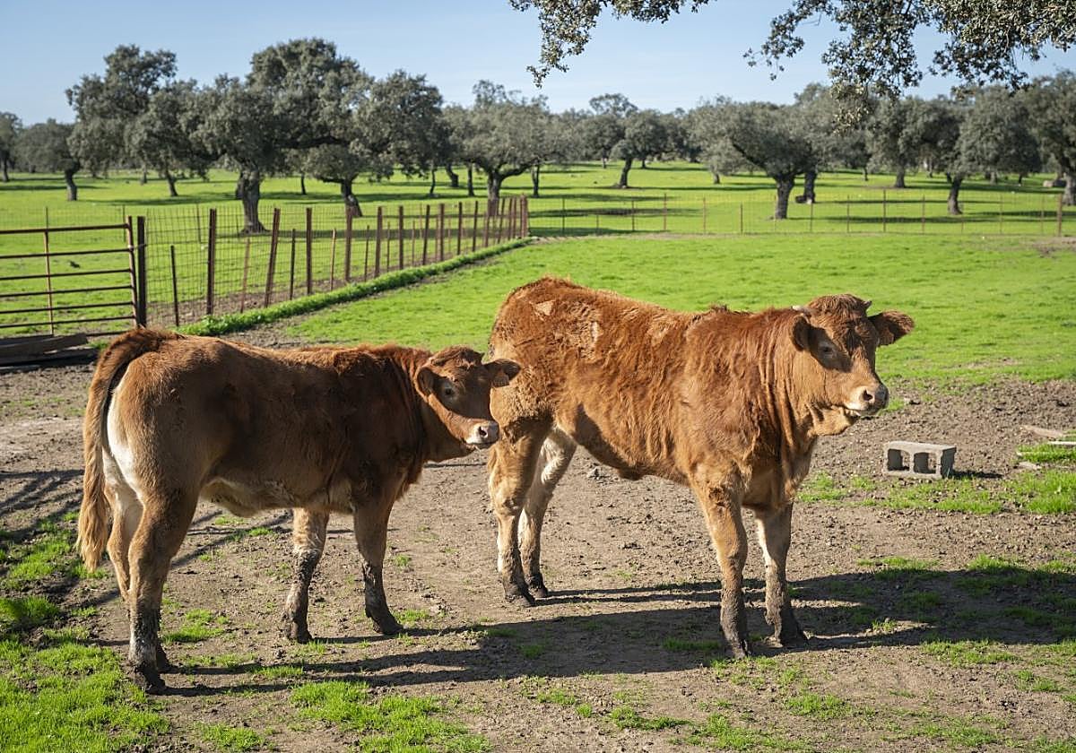 Finca de ganado vacuno extremeña.