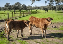 Finca de ganado vacuno extremeña.