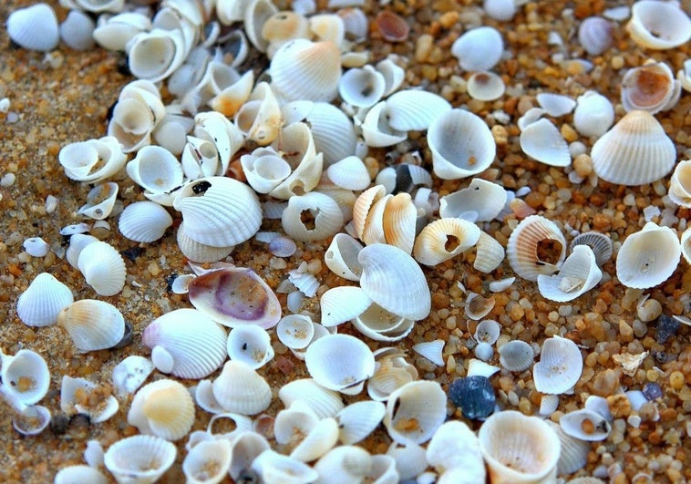 Multas de hasta 60.000 euros por llevarse arena, conchas o piedras de la playa