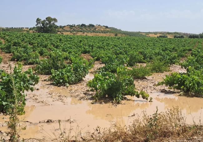 Daños en un viñedo de Los Santos.
