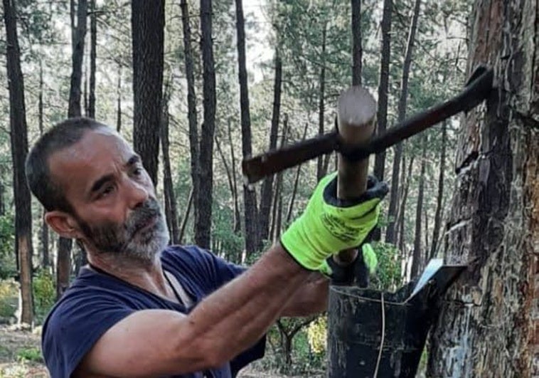 Quiterio, el último resinero de la Siberia: «Soy un loco porque si echo cuentas lo dejo»
