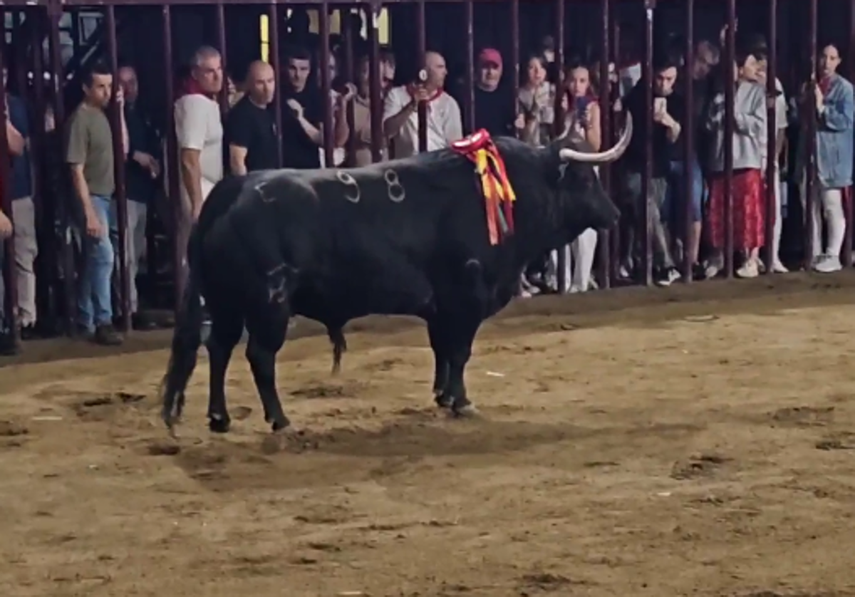 El toro 'Bailarín'.