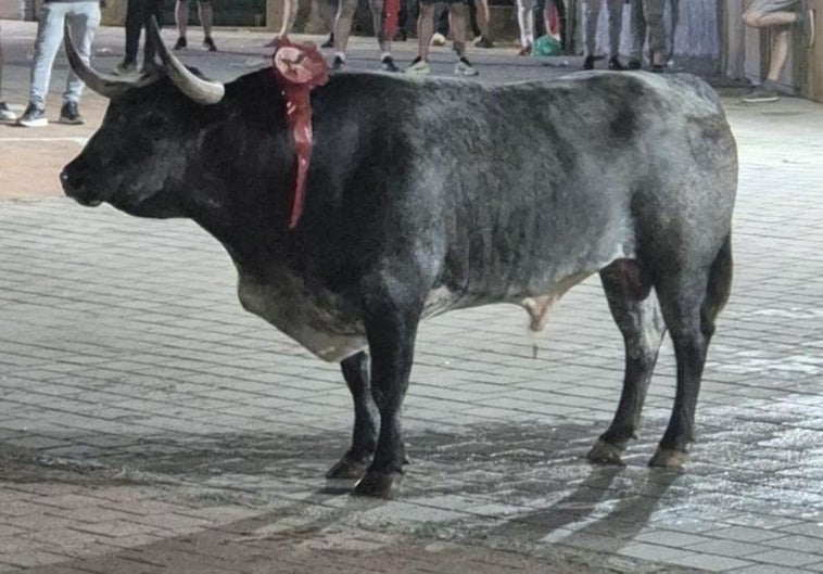 Herido grave por asta de toro un hombre que recibió una cornada en la ingle en Coria