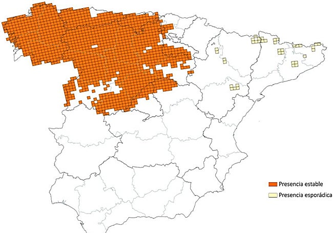 Distribución del lobo ibérico en España según el censo nacional de la especie 2021-2024.