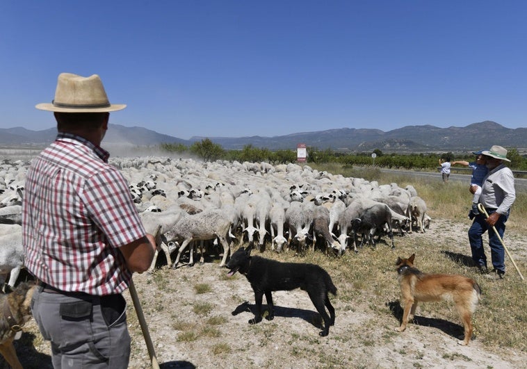 Ecologistas en Acción denuncia que no se respetan las lindes de las vías pecuarias