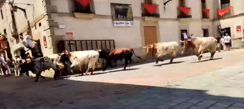 Fotografía del toro 'Tejedor' en el encierro matinal de este sábado 28 de junio en Coria.
