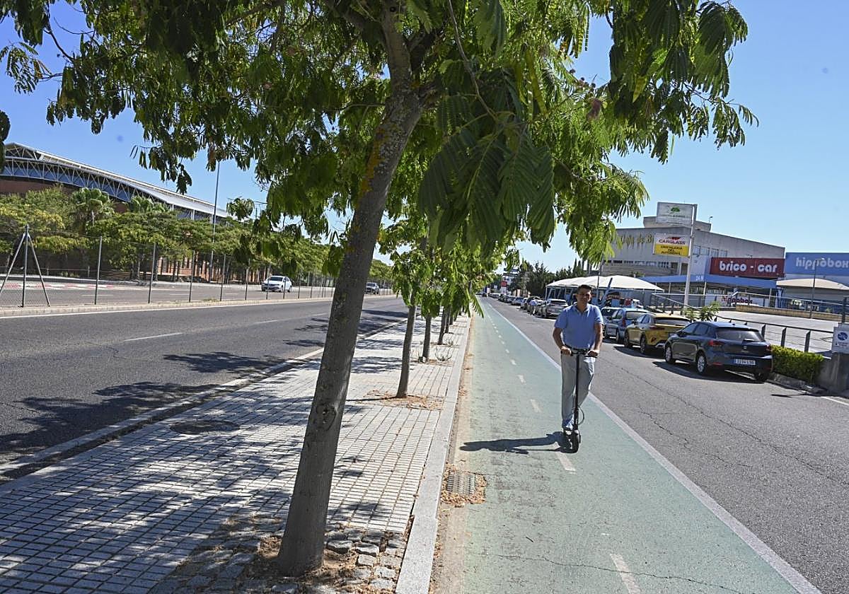 Hilera de árboles para dar sombra en la avenida del Diario Hoy.