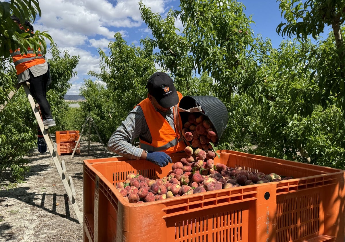 El sector servicios y las campañas agrarias lideran la creación de empleo en la región en el último mes.
