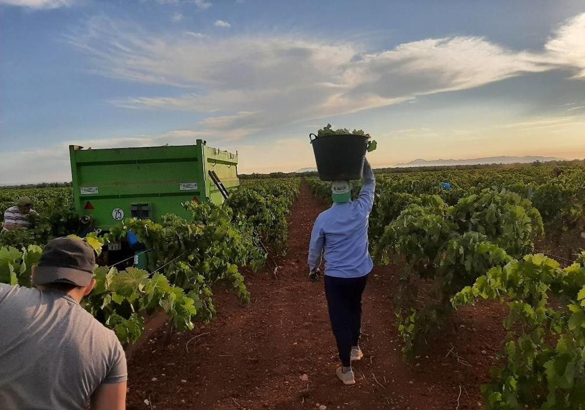 El Gobierno destina 23,37 millones de euros al sector del vino y sanidad animal y vegetal