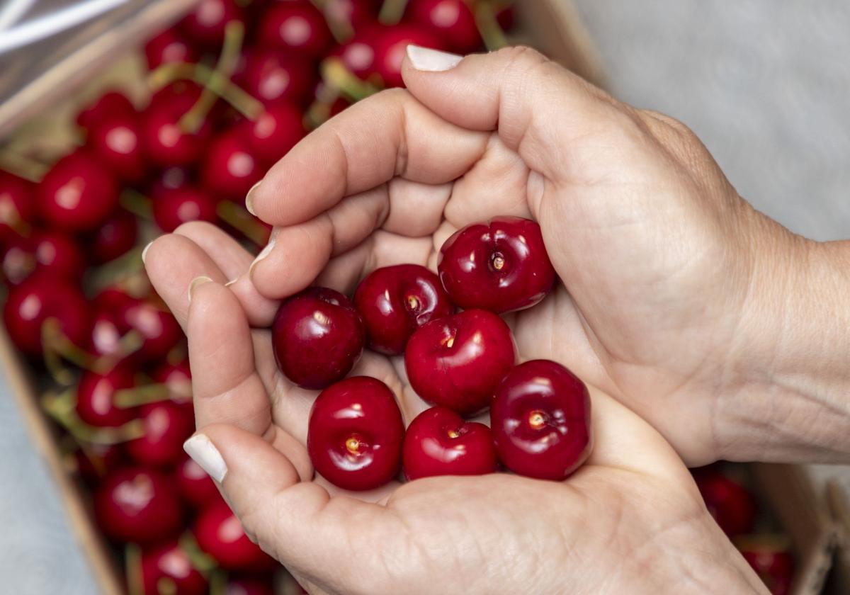 Cosecha y envasado de cerezas en el Valle del Jerte.