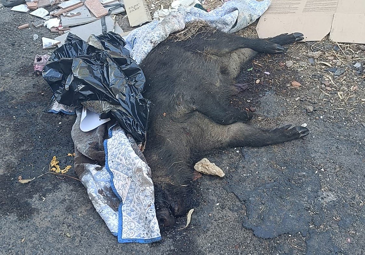 El animal, este martes por la mañana.