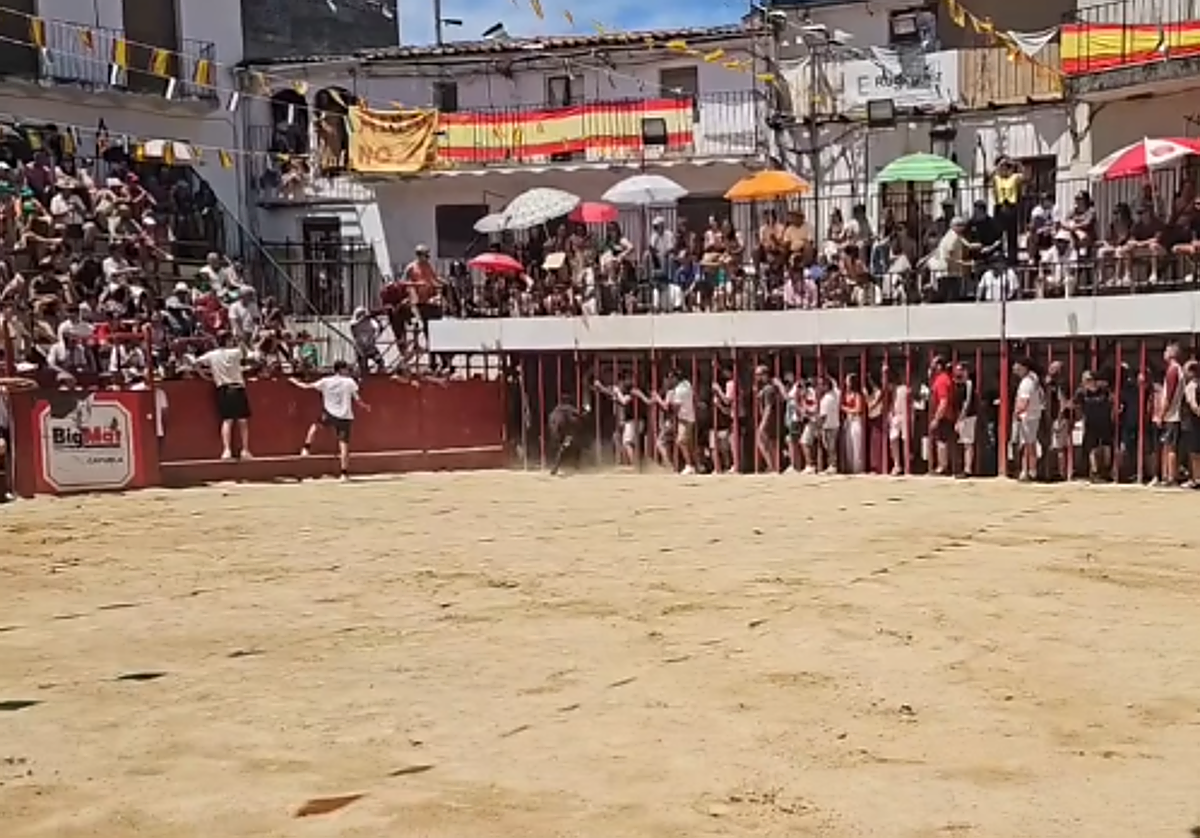 Momento en el que la vaquilla trata de colarse entre los barrotes.
