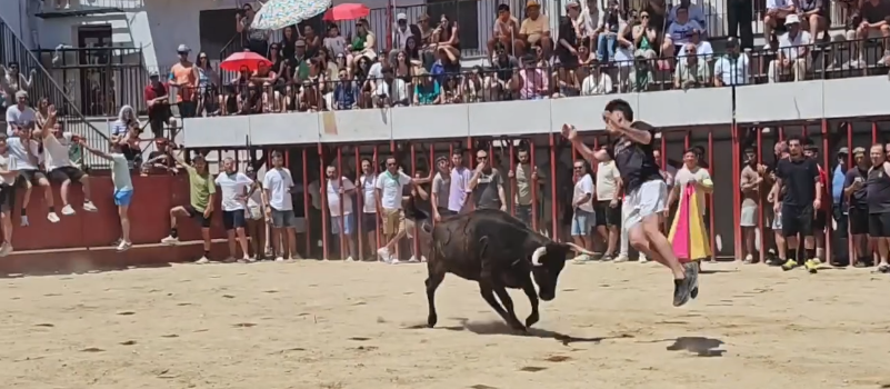 Saltos a la vaquilla este domingo en la plaza de toros de Moraleja