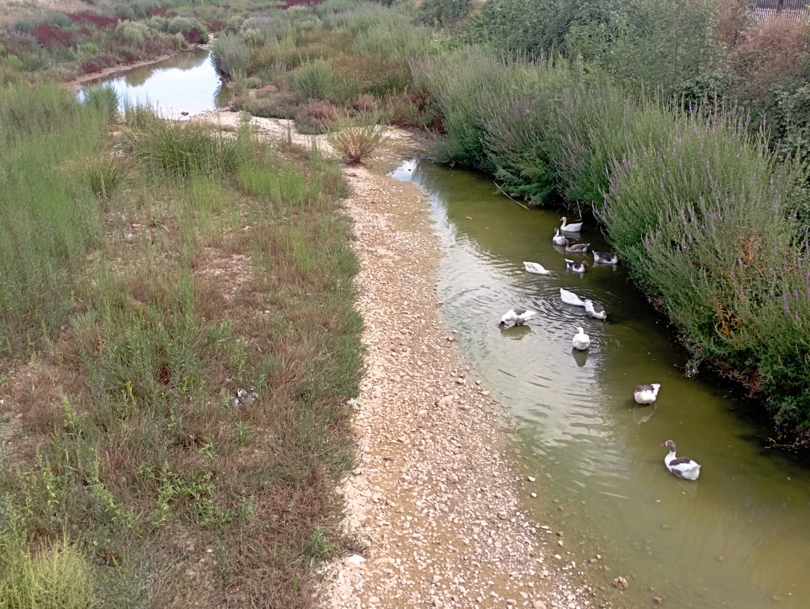 Denuncian la muerte de «al menos quince» gansos en Corte de Peleas