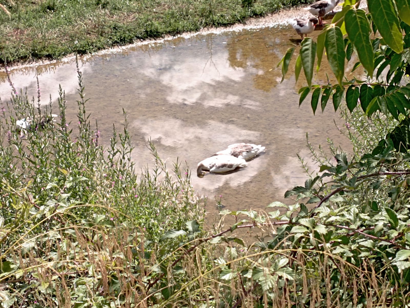 Denuncian la muerte de «al menos quince» gansos en Corte de Peleas
