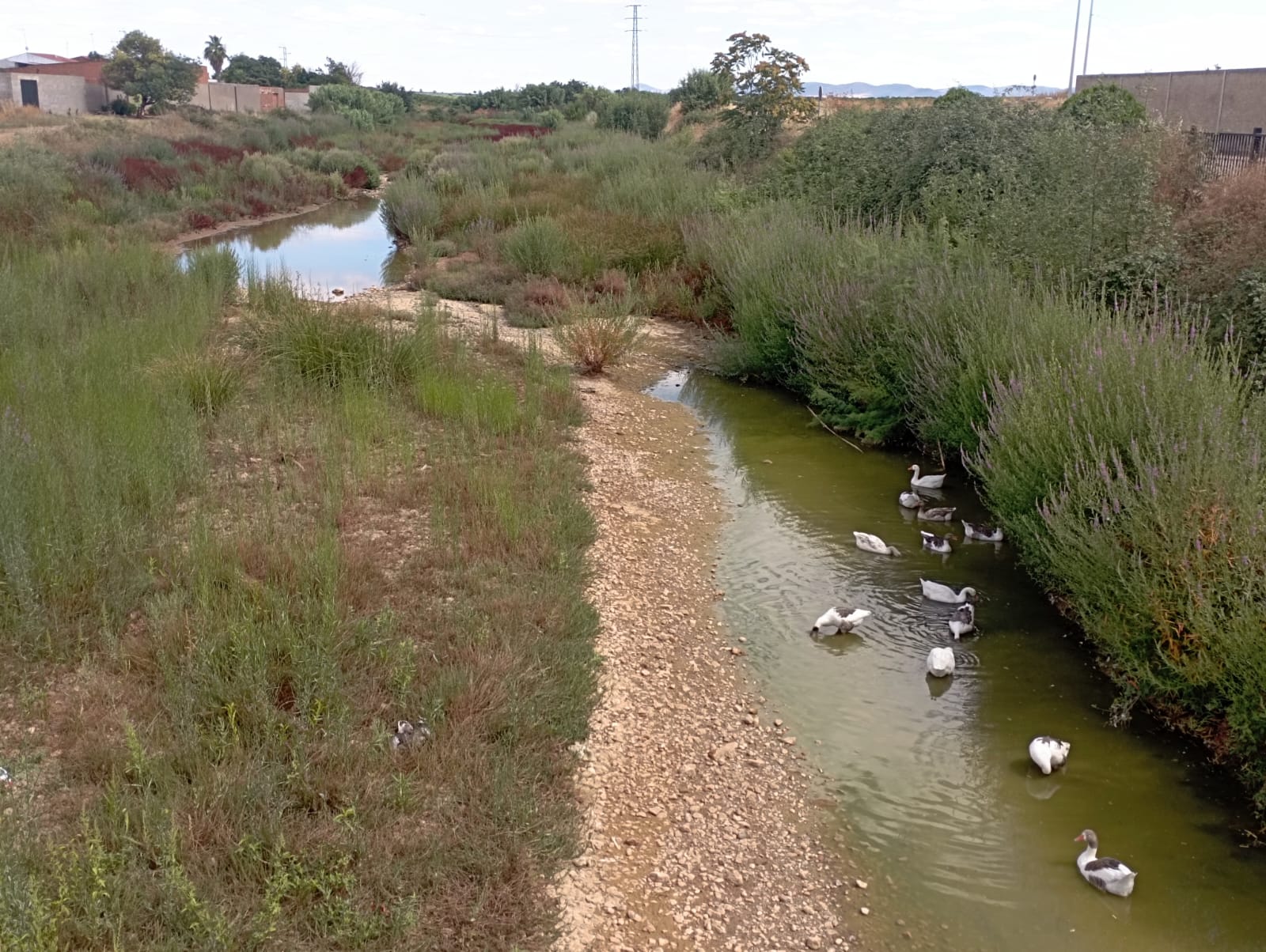 Denuncian la muerte de «al menos quince» gansos en Corte de Peleas