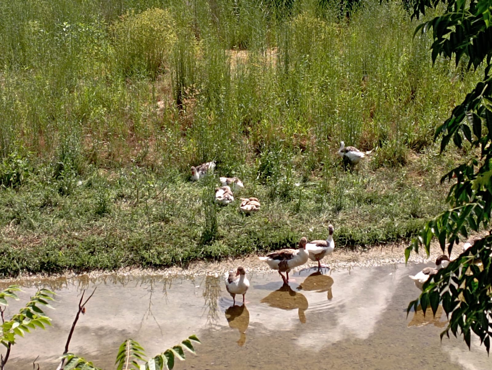 Denuncian la muerte de «al menos quince» gansos en Corte de Peleas