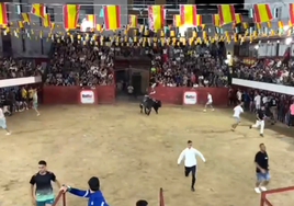 Fotografía del toro del aguardiente 'Zalamero' esta pasada madrugada en el encierro a su llegada a la plaza de toros este lunes 14 de julio en Moraleja.