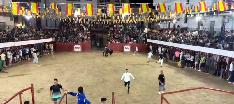 Muere uno de los bueyes tras ser corneado por el toro de aguardiente este fin de semana en Moraleja
